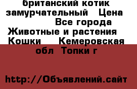 британский котик замурчательный › Цена ­ 12 000 - Все города Животные и растения » Кошки   . Кемеровская обл.,Топки г.